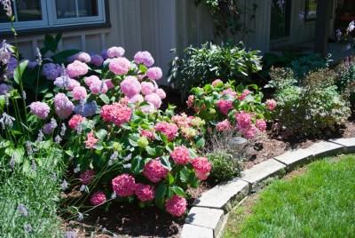 Front garden